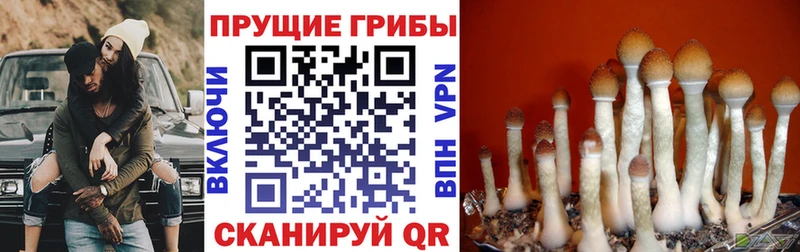 kraken онион  нарко площадка наркотические препараты  Галлюциногенные грибы мицелий  Красноармейск 